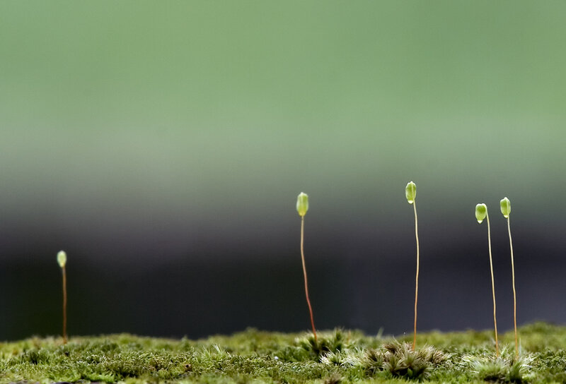 Moss Sporophytes — Green, Serene, Photograph, Spore Capsules