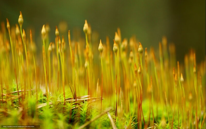 Moss Sporophytes — Green, Serene, Photograph
