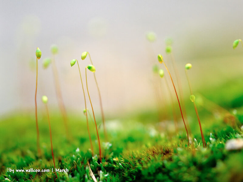 Moss Sporophytes — Green, Serene