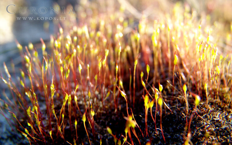 Moss Sporophytes — Green