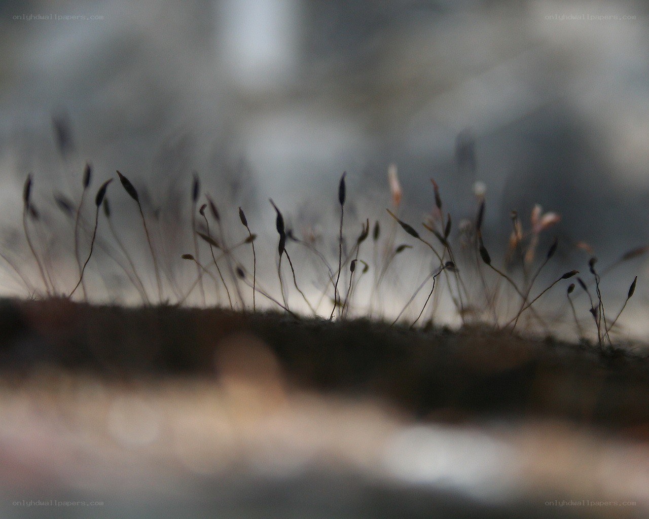 moss sporophytes in macro