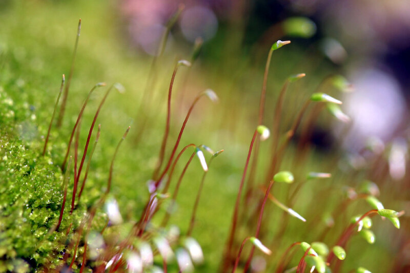 moss sporophytes in nature
