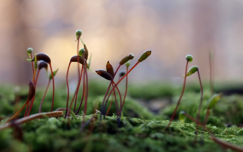 Moss Sporophytes