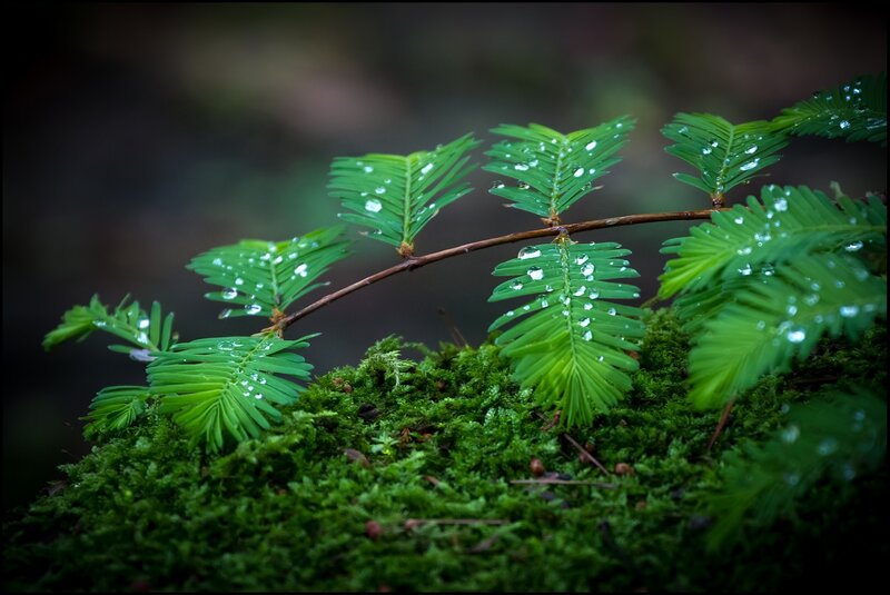 Moss with Dew-covered Leaves