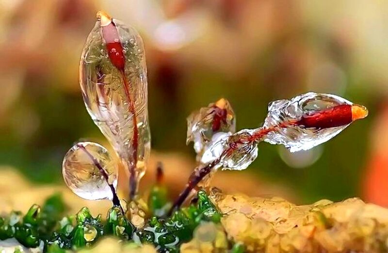 moss with dew droplets