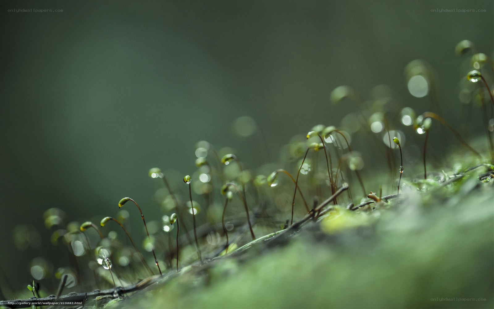 Moss with dew drops