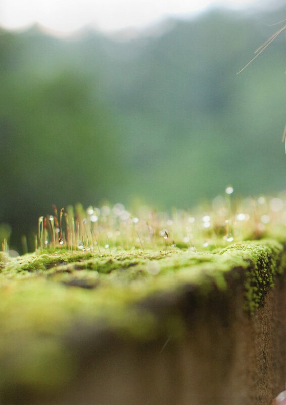 moss with dew drops