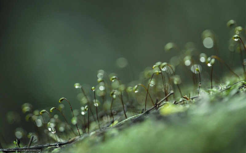 Moss with Dew Drops — Green, Serene, Morning