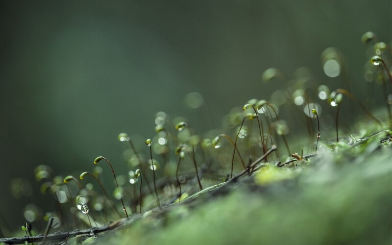 Moss with Dew Drops — Green, Serene