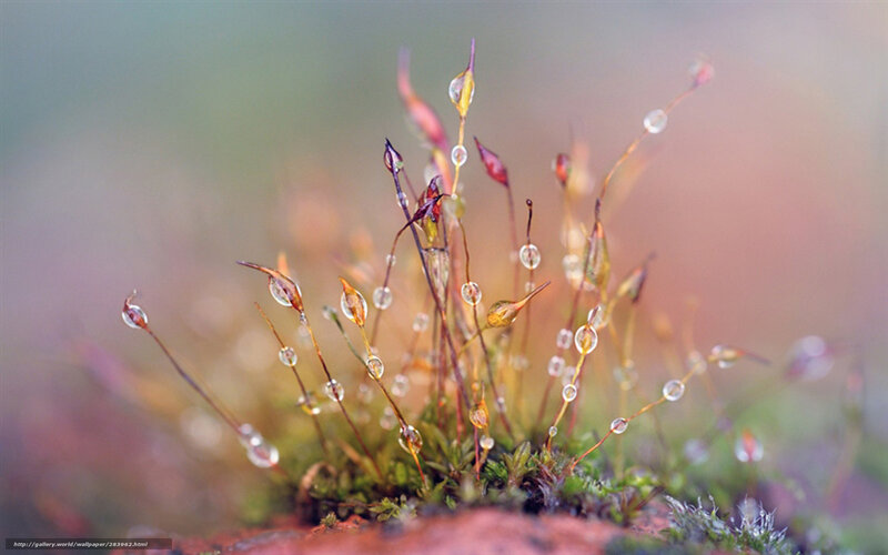 Moss with Dew Drops — Green