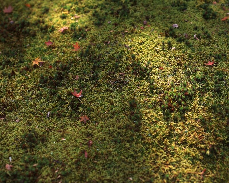 Moss with Fallen Leaves — Green, Serene