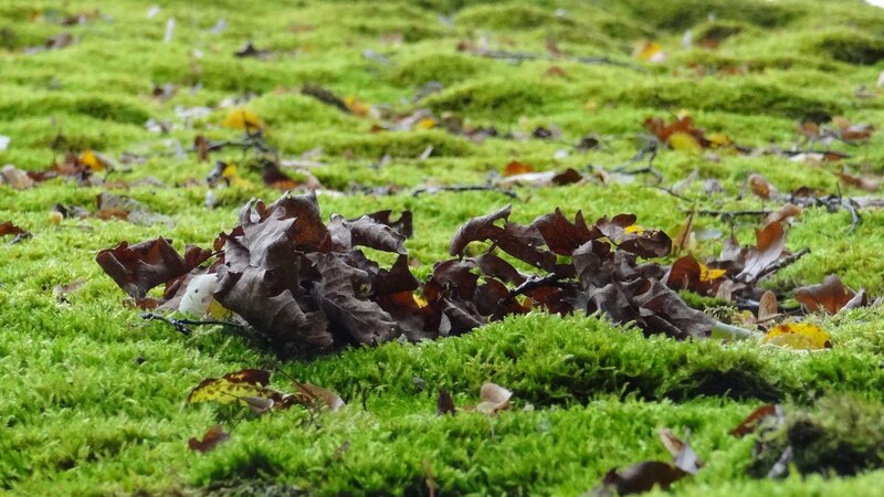 Moss with Fallen Leaves