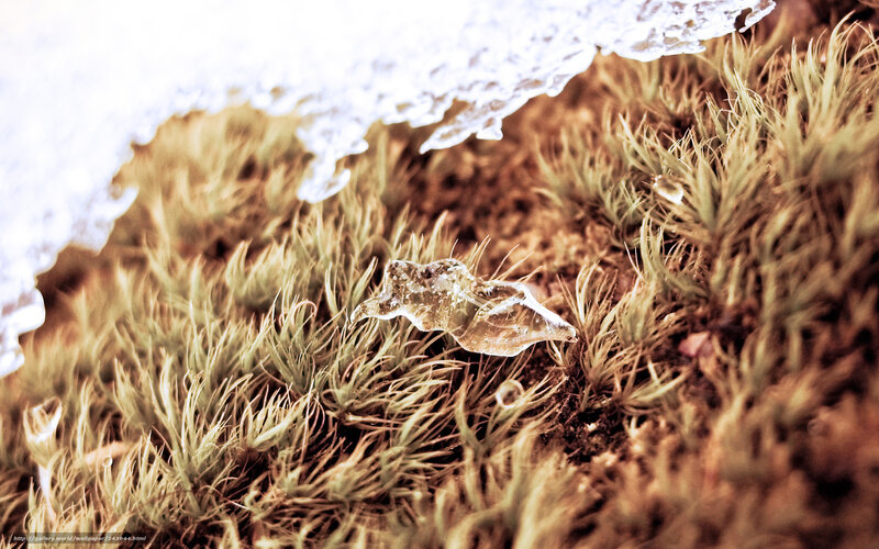 Moss with ice shard