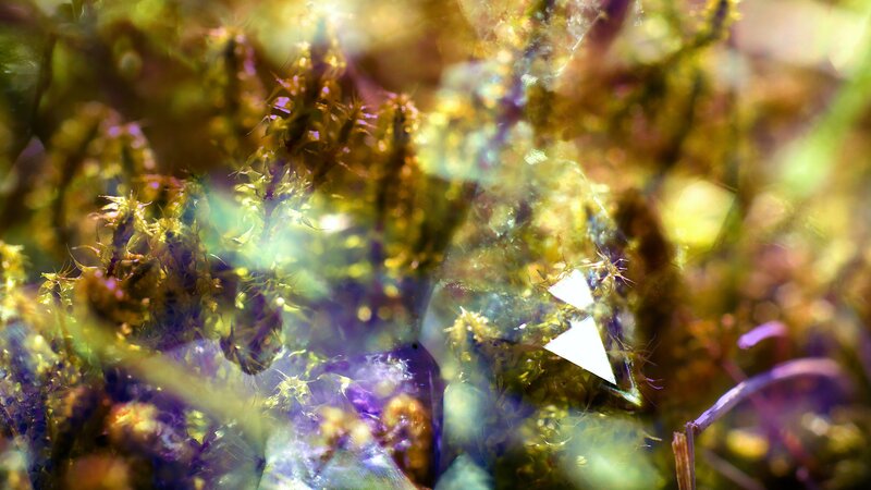 Moss with Light Reflections