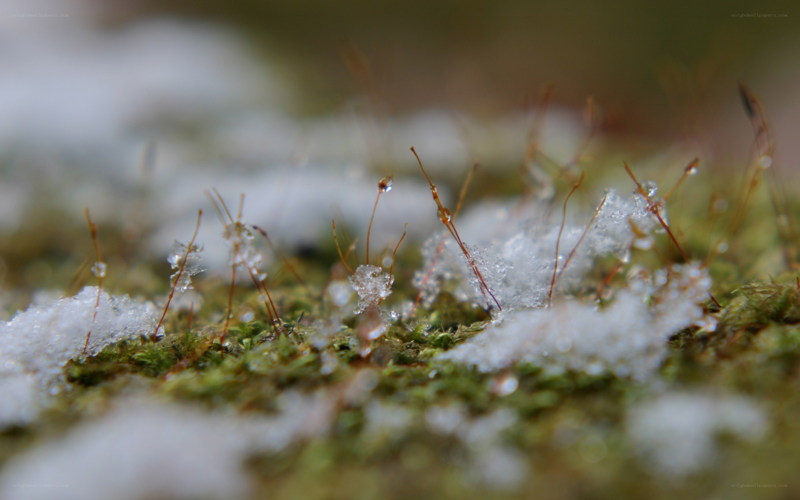 moss with melting snow