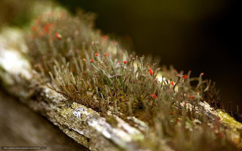 moss with red tips on a log