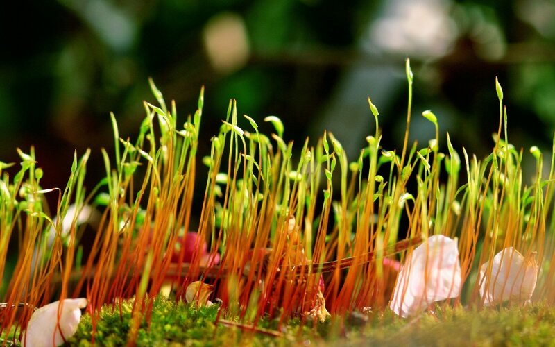 Moss with Seed Capsules
