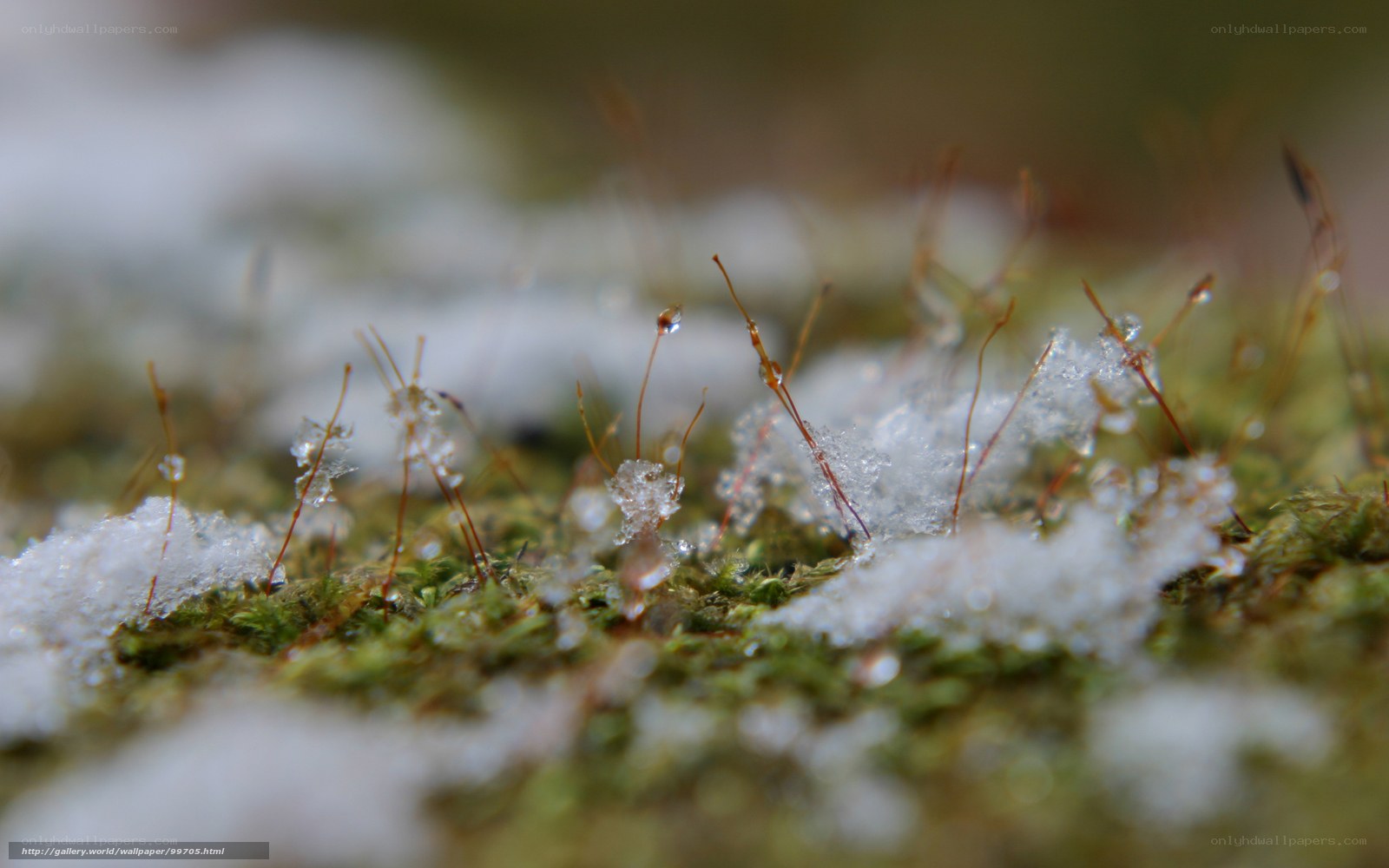 Moss with snow and dew