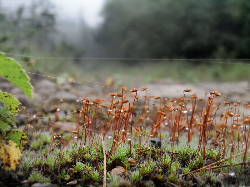 Moss with Spore Capsules — Green