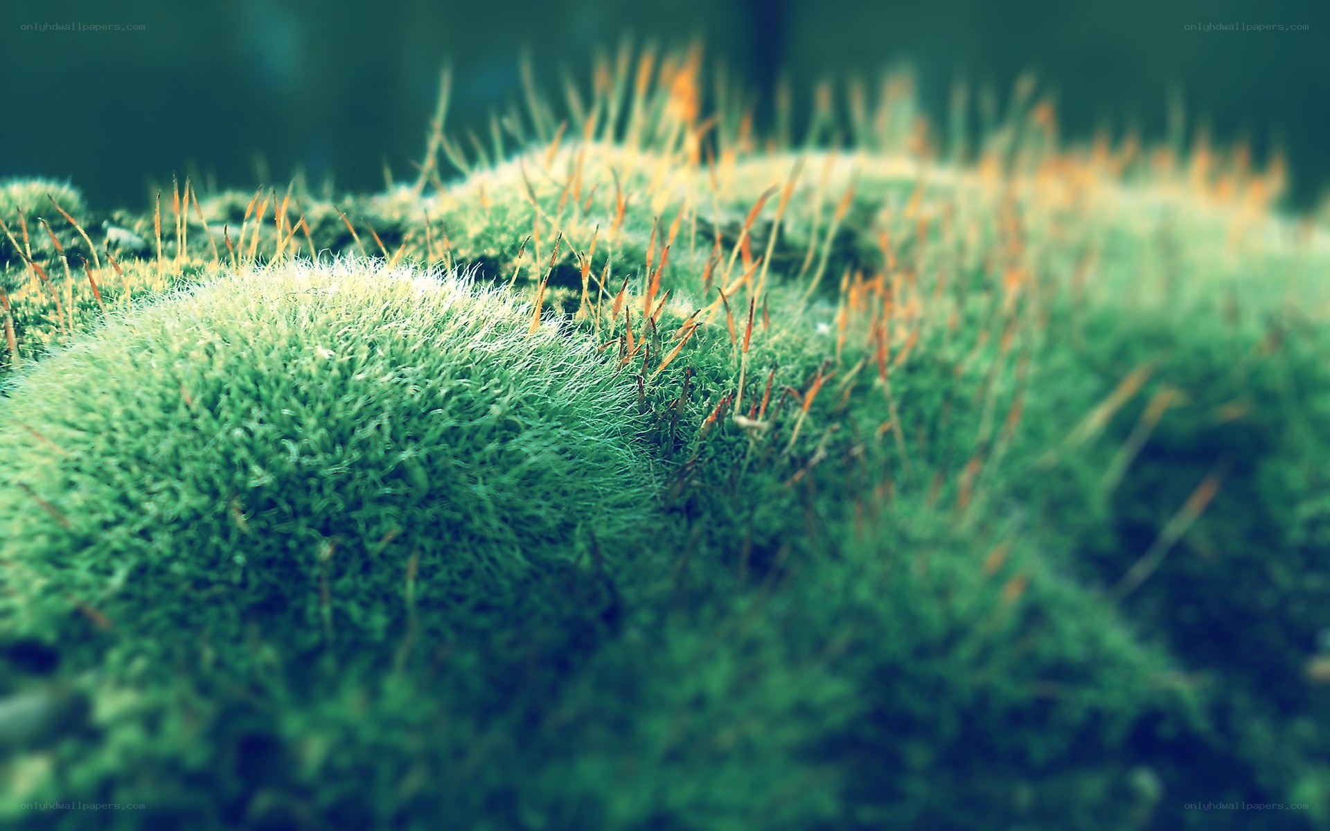 moss with spores in forest