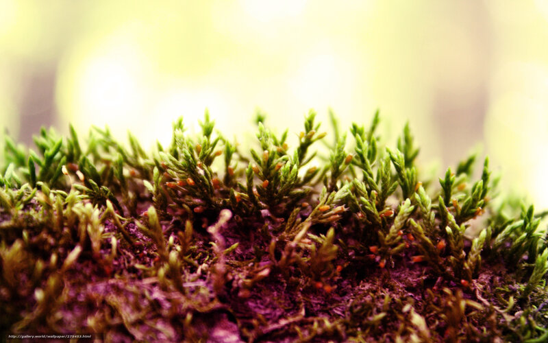 Moss with Spores