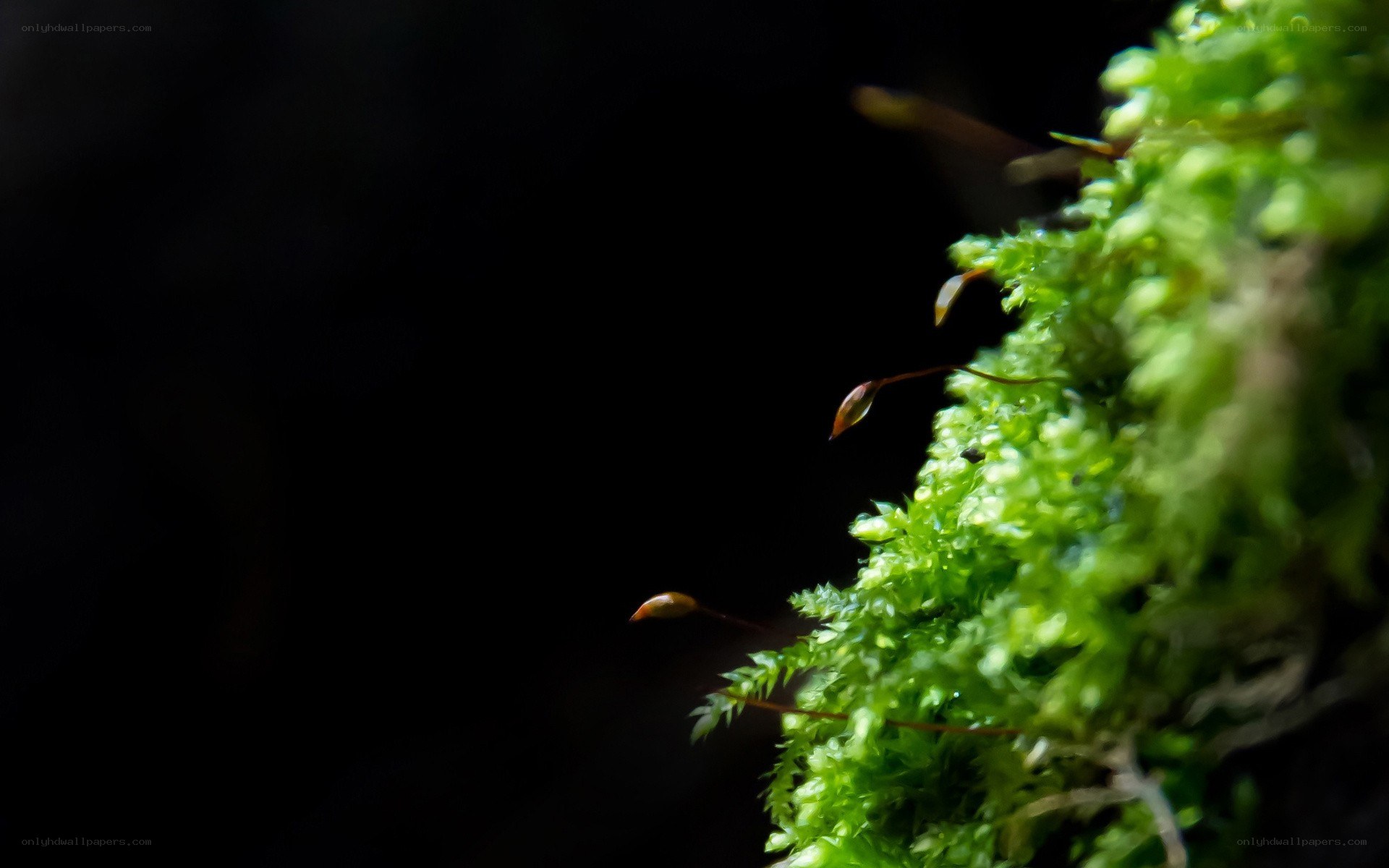 Moss with sporophytes