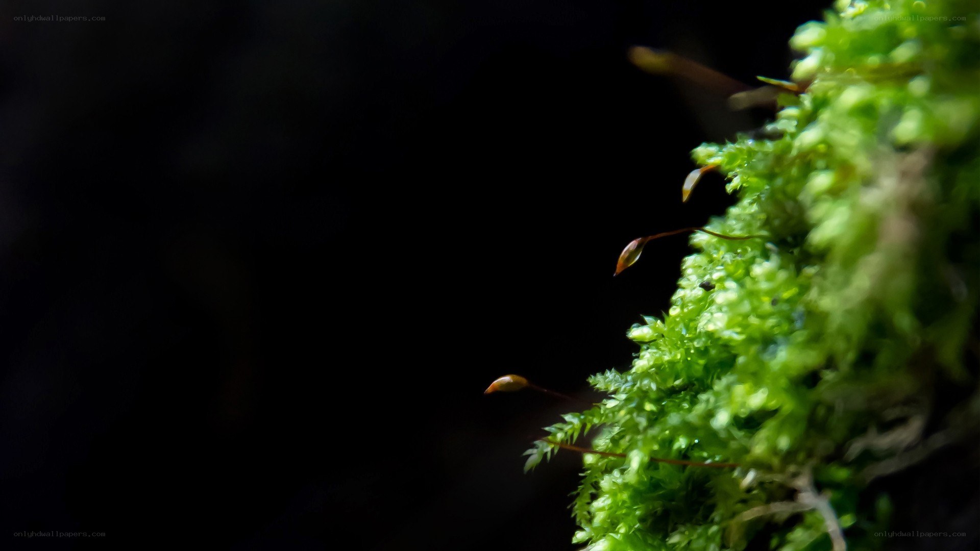 moss with sporophytes
