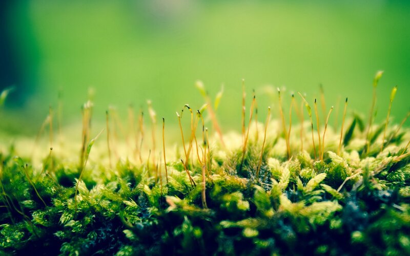 moss with sporophytes