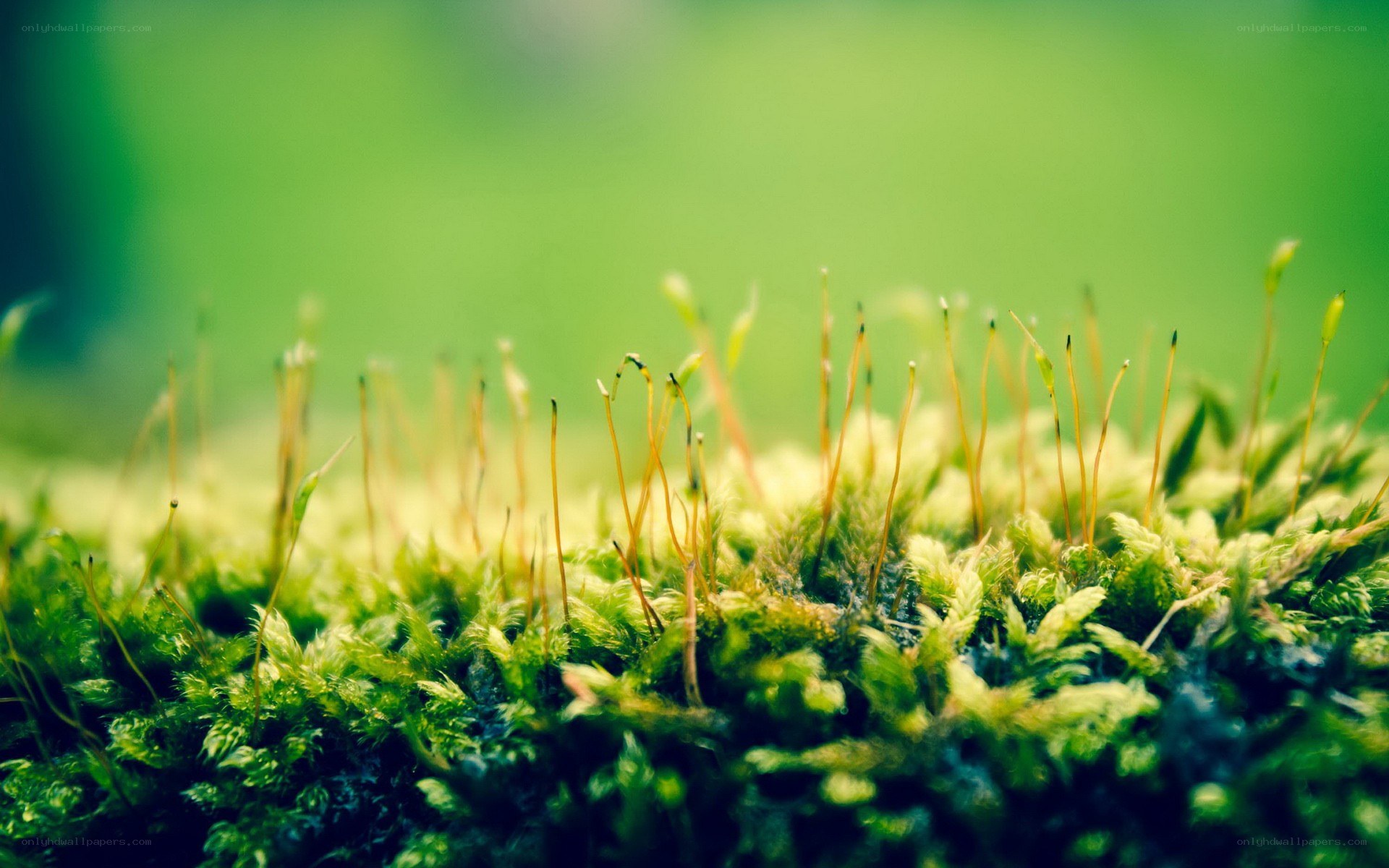moss with sporophytes