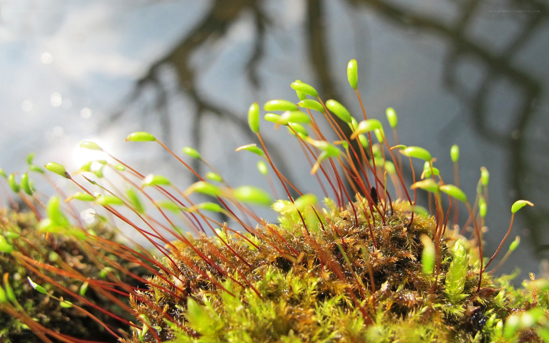 moss with sporophytes