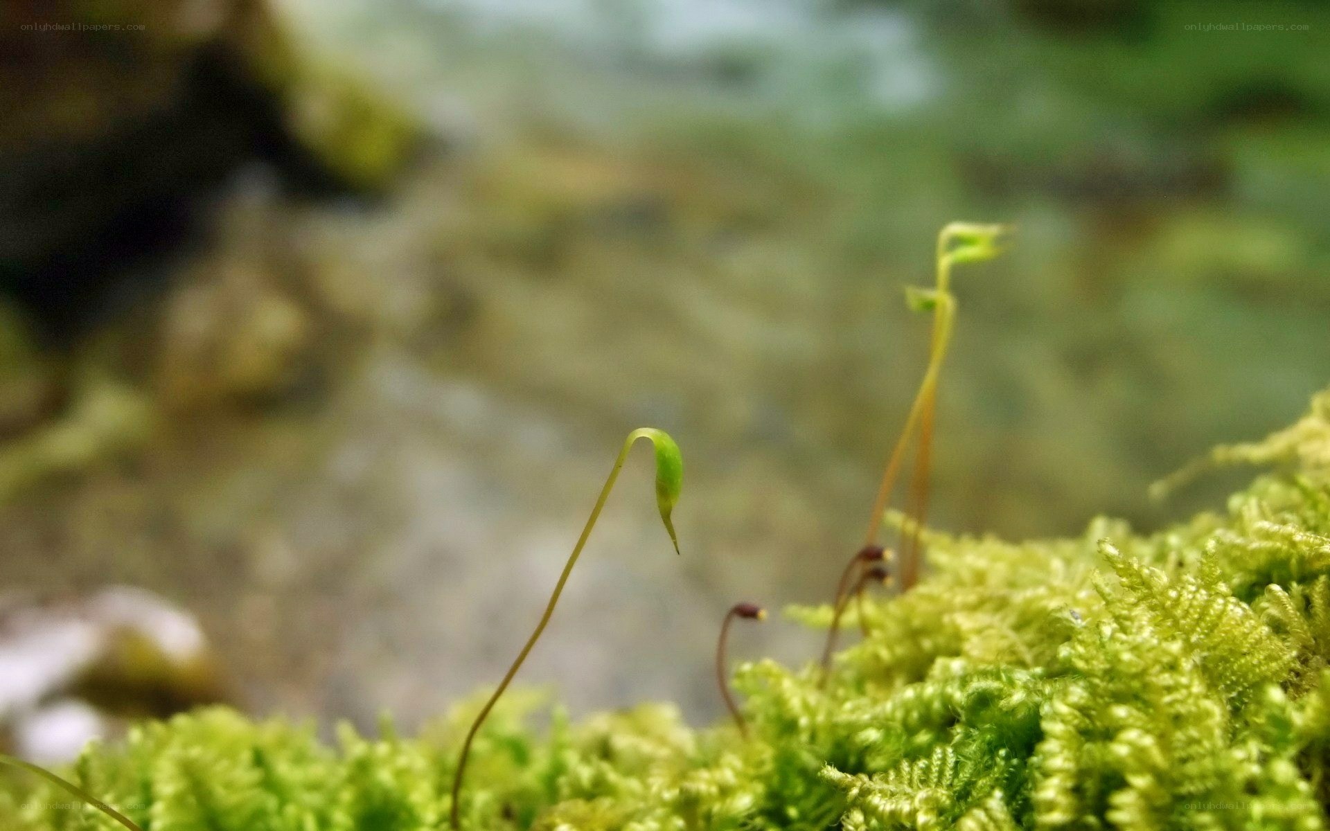 moss with sporophytes