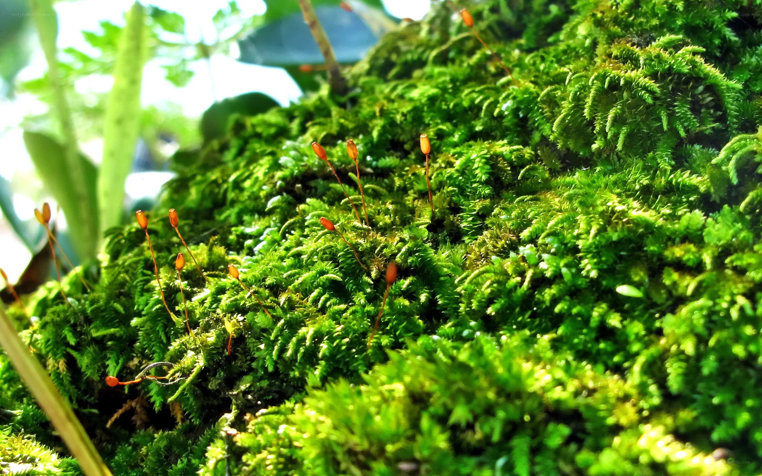 Moss with sporophytes