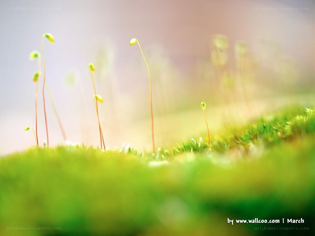 Moss with sporophytes