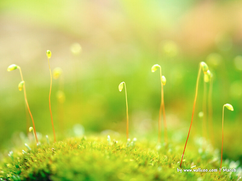 Moss with sporophytes