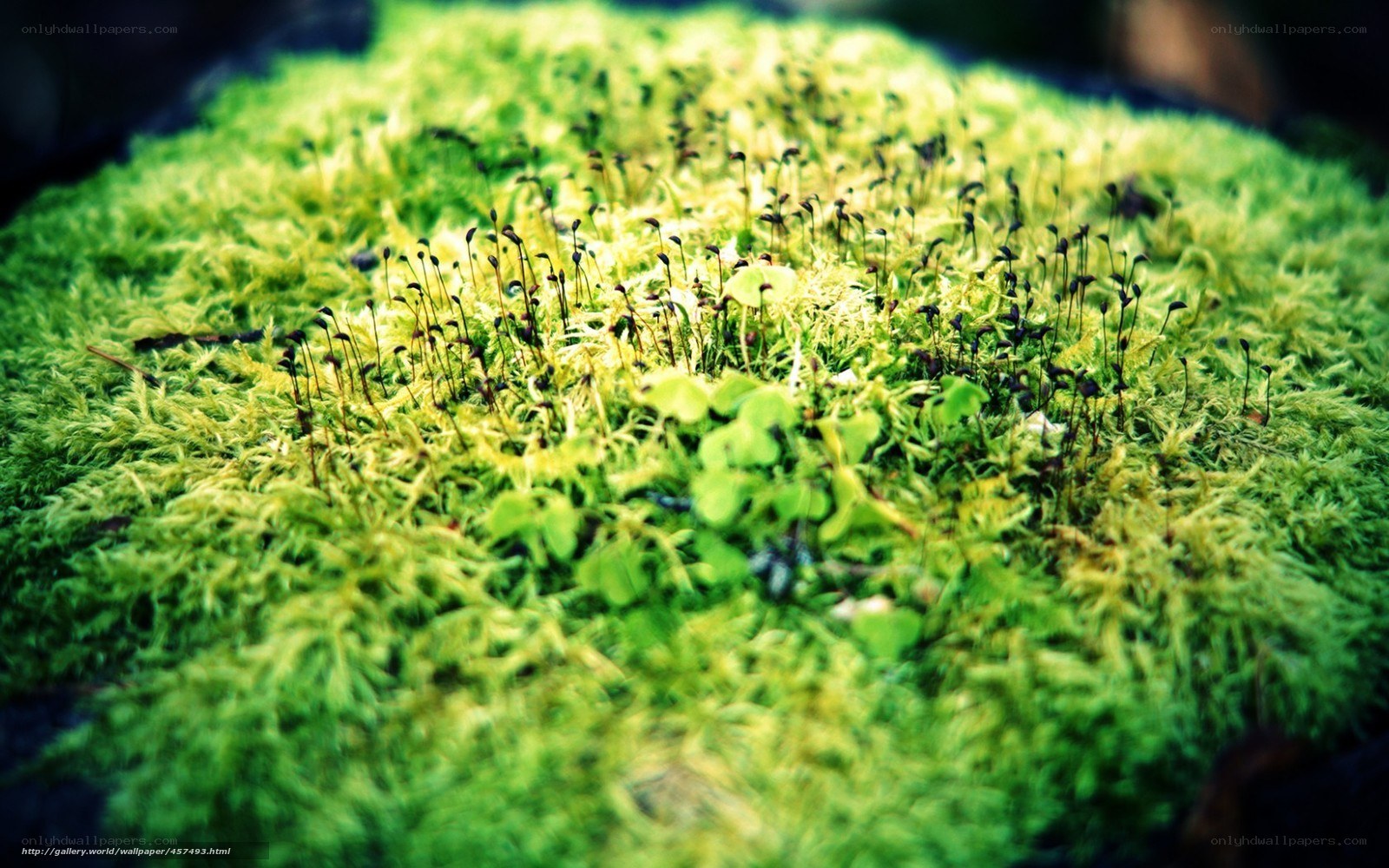 Moss with sporophytes