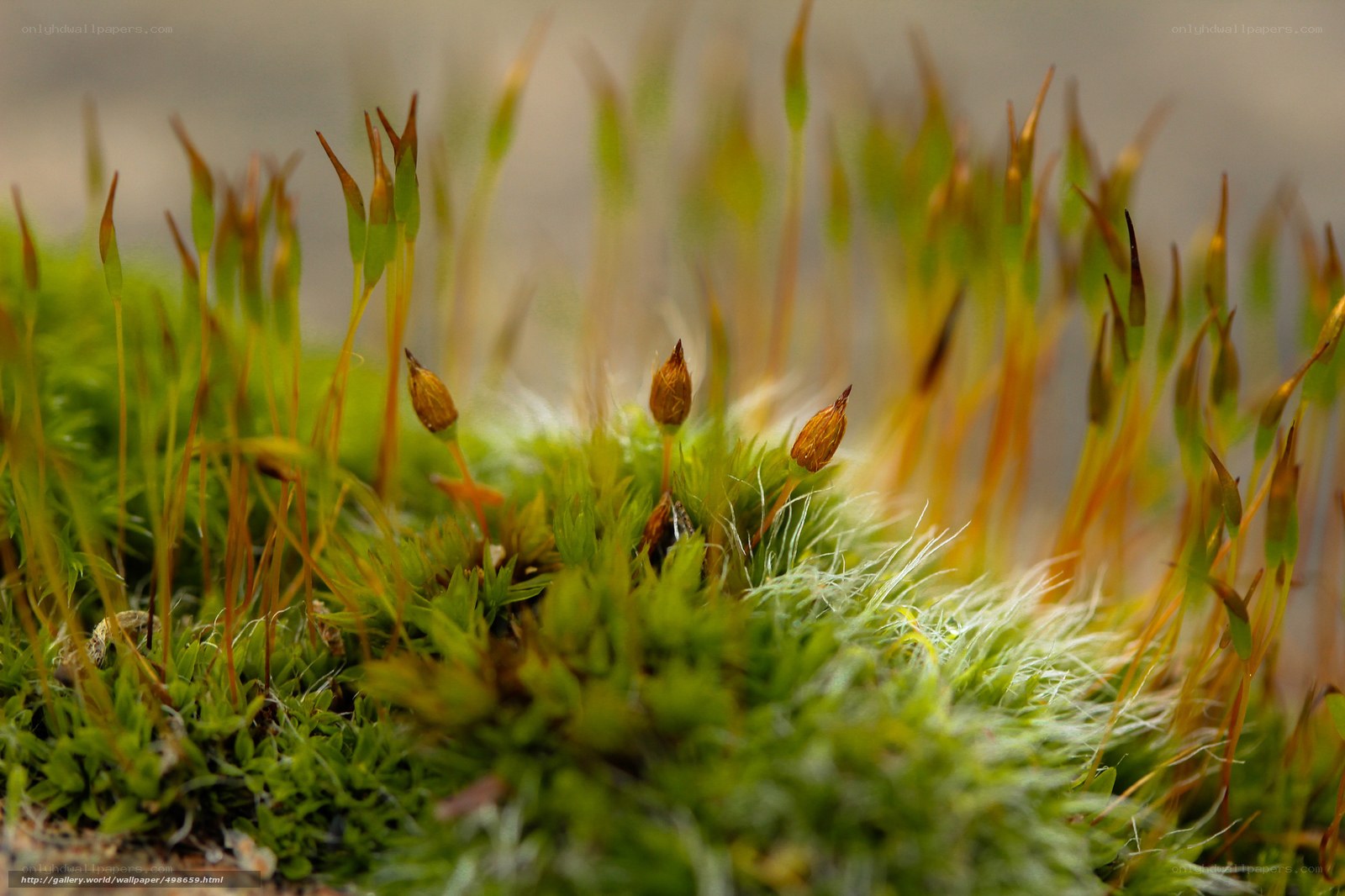 Moss with sporophytes