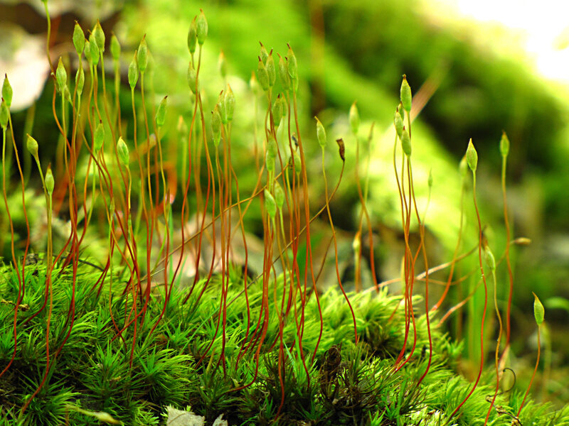 Moss with sporophytes