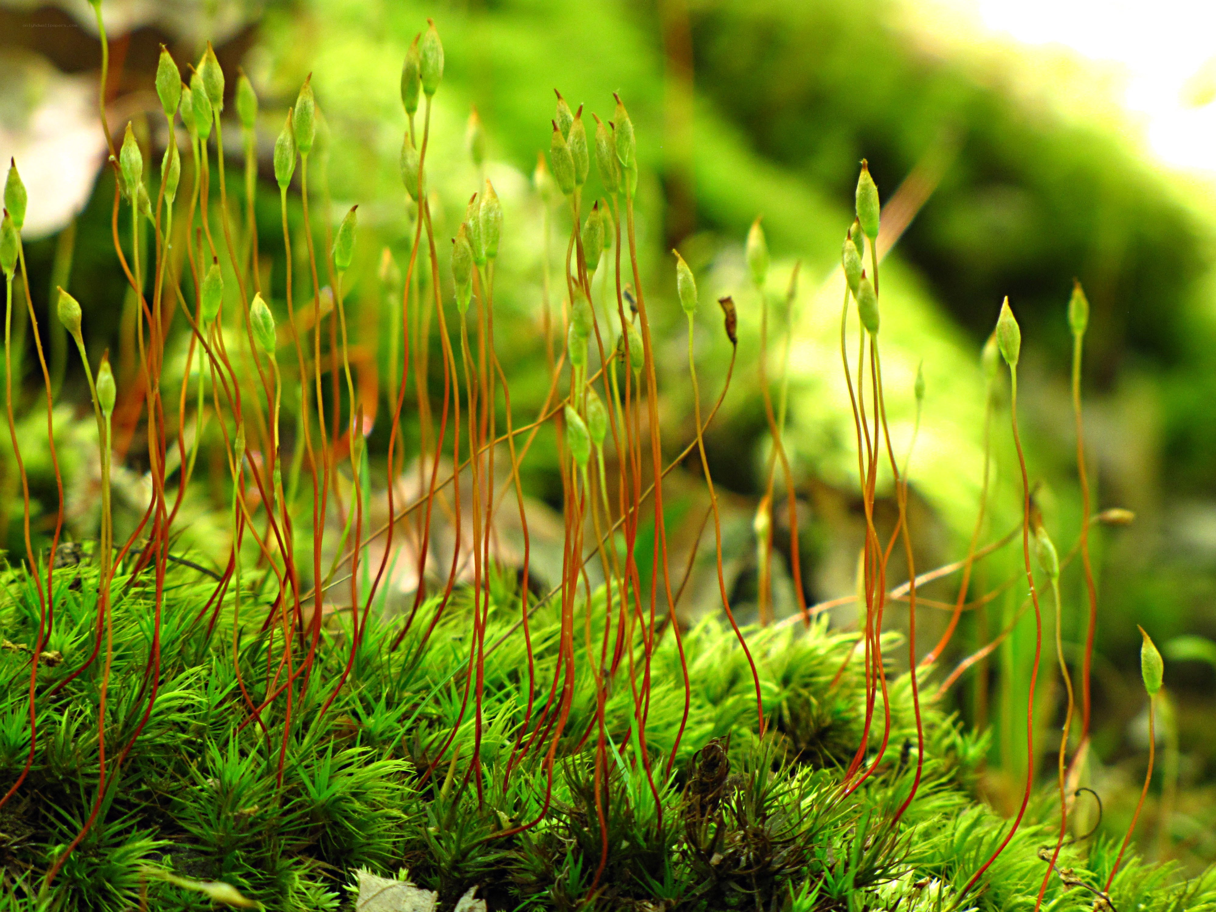 Moss with sporophytes