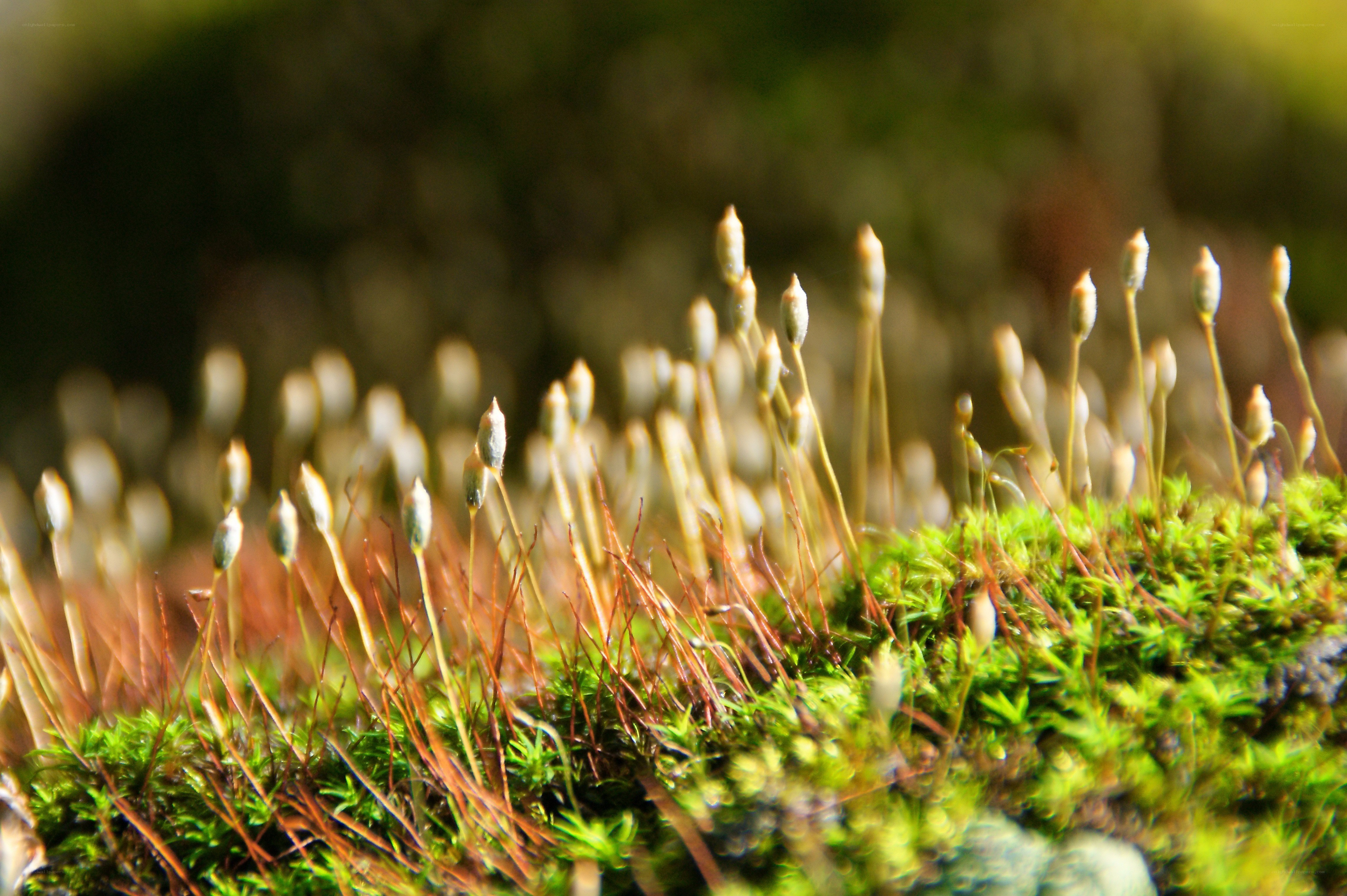 Moss with sporophytes