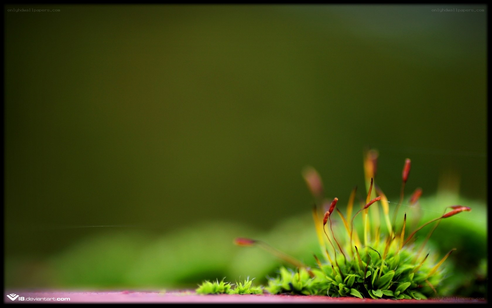 moss with sporophytes