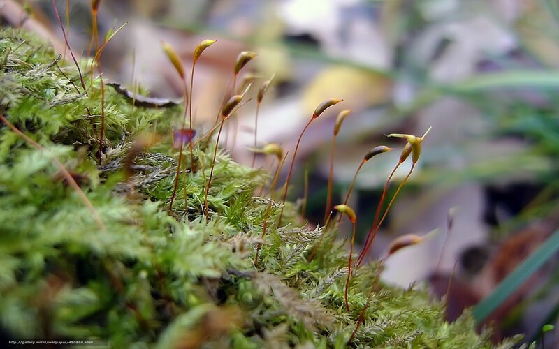 Moss with Sporophytes — Green, Natural, Autumn