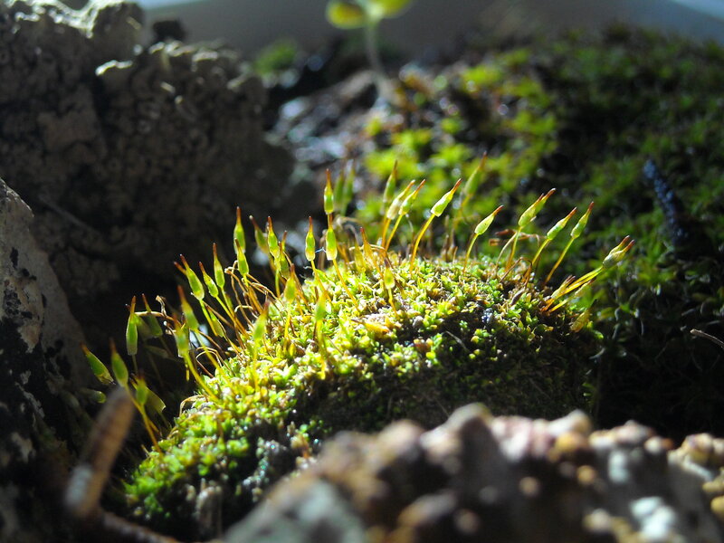 Moss with Sporophytes — Green, Natural, Photograph, Rocks