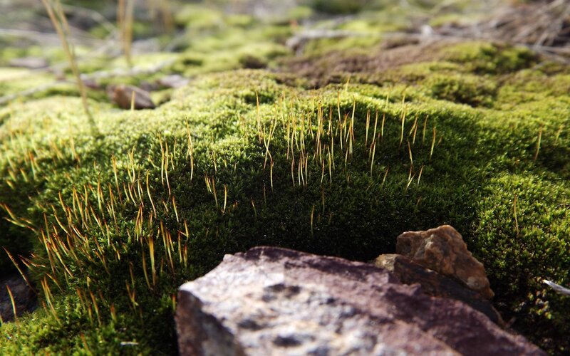 Moss with Sporophytes — Green, Natural
