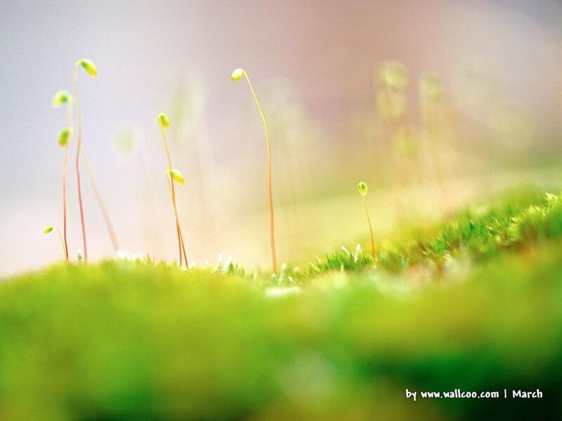 Moss with Sporophytes — Green, Serene, Morning, Photograph, Green Moss