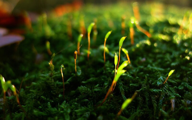 Moss with Sporophytes — Green, Serene, Morning, Photograph, Sunlight, Greenery