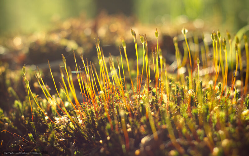 Moss with Sporophytes — Green, Serene, Morning, Photograph, Sunlight