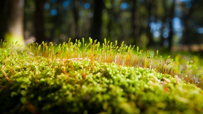 Moss with Sporophytes — Green, Serene, Morning, Photograph