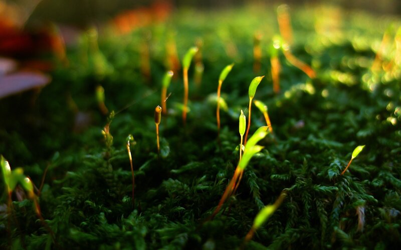 Moss with Sporophytes — Green, Serene