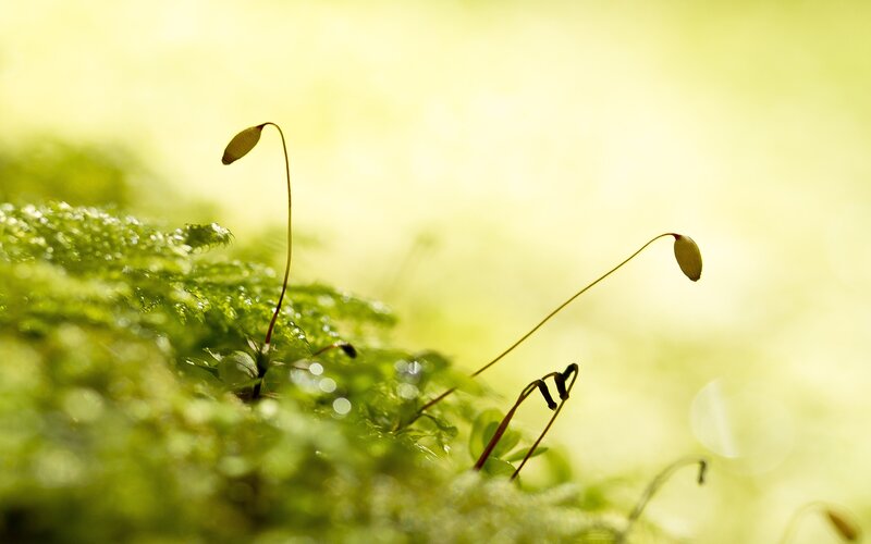 Moss with Sporophytes — Green