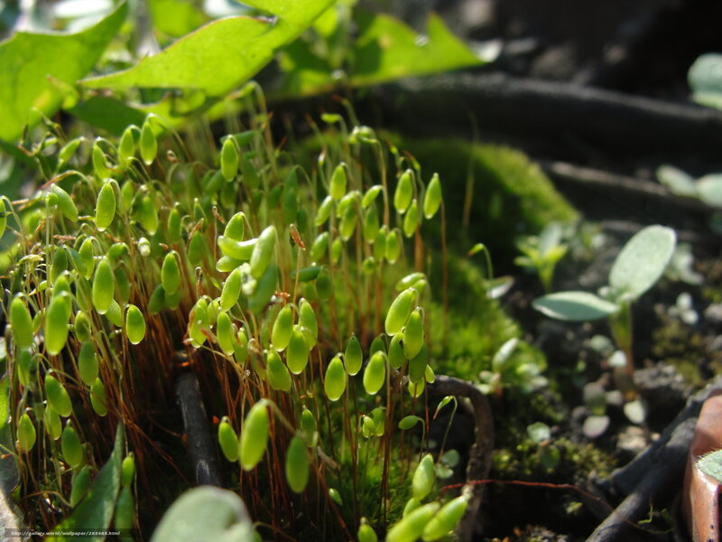 moss with sporophytes in sunlight
